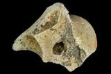 Theropod (Raptor) Toe Bone Fragment - Texas #105072-1